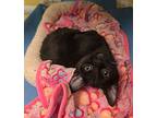 Blizzard, Domestic Shorthair For Adoption In Evergreen, Colorado