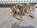 Buzz, Domestic Shorthair For Adoption In Billings, Montana