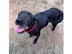 Molly, Labrador Retriever For Adoption In Atlanta, Georgia