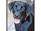 Jett, Labrador Retriever For Adoption In Atlanta, Georgia