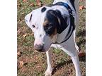 Freddie, Labrador Retriever For Adoption In Atlanta, Georgia