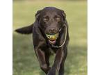 Zoey, Labrador Retriever For Adoption In Santa Paula, California