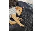 Cali, Labrador Retriever For Adoption In Billings, Montana