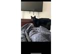 Ricky, American Shorthair For Adoption In Westwood, New Jersey