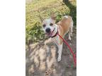 Treasure, American Pit Bull Terrier For Adoption In Cleveland, Tennessee
