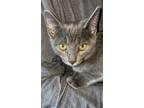 S'more, Domestic Shorthair For Adoption In Colmar, Pennsylvania