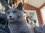 Sam, Domestic Shorthair For Adoption In Colmar, Pennsylvania