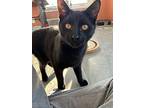 Pippin, Domestic Shorthair For Adoption In Colmar, Pennsylvania