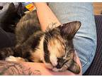 Pearl, Domestic Shorthair For Adoption In Colmar, Pennsylvania