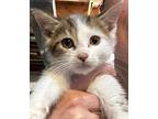 Graham, Domestic Shorthair For Adoption In Colmar, Pennsylvania