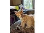 Miko, Domestic Shorthair For Adoption In Minneapolis, Minnesota