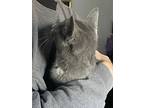 Sassafras, Domestic Shorthair For Adoption In Colmar, Pennsylvania