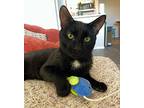 Wybie, Domestic Shorthair For Adoption In Tucson, Arizona
