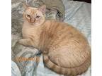 Wallace #baby-blue-eyes, Siamese For Adoption In Houston, Texas
