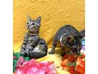 Lipstick #sister-of-pawdrey Hepburn, Domestic Shorthair For Adoption In Houston