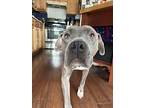 Moo Deng, American Pit Bull Terrier For Adoption In Germantown, Ohio