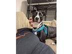 Millie Louse, Terrier (unknown Type, Medium) For Adoption In Germantown, Ohio