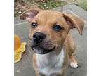 Brave Heart, Terrier (unknown Type, Medium) For Adoption In Alpharetta, Georgia