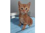 Cheeze Whizz, Domestic Shorthair For Adoption In Dickson, Tennessee