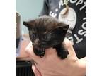 Elvera, Domestic Shorthair For Adoption In Dickson, Tennessee