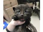 Nigel, Domestic Shorthair For Adoption In Dickson, Tennessee