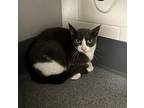 Chucky, Domestic Shorthair For Adoption In Sheboygan, Wisconsin
