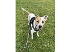 Gryffindor, Terrier (unknown Type, Medium) For Adoption In Fort Collins