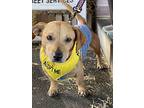 Noah, Dachshund For Adoption In Chatsworth, California