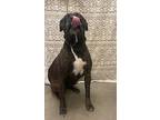 Oakley, American Pit Bull Terrier For Adoption In Murphysboro, Illinois