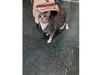 Norma, Domestic Shorthair For Adoption In Chico, California