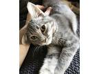 Katalyst, Domestic Shorthair For Adoption In North Highlands, California