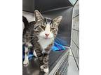 Butternut, Domestic Shorthair For Adoption In Westfield, Wisconsin