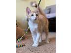 Schmidt, Domestic Shorthair For Adoption In Garden City, Michigan