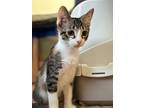 Jess Day, Tabby For Adoption In Garden City, Michigan