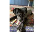 Groose, Terrier (unknown Type, Small) For Adoption In Little Rock, Arkansas