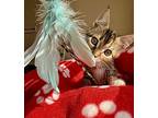 Ariel, Domestic Shorthair For Adoption In Roswell, Georgia