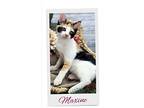 Maxine, Domestic Shorthair For Adoption In Ocean Springs, Mississippi