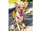 Romeo, Jack Russell Terrier For Adoption In Tomball, Texas