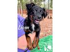 Liam, Terrier (unknown Type, Small) For Adoption In Tomball, Texas