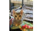 Punkin, Domestic Shorthair For Adoption In Fort Collins, Colorado
