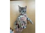 Sassy, Domestic Shorthair For Adoption In Fort Collins, Colorado