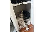 Otis, Domestic Shorthair For Adoption In Fort Collins, Colorado