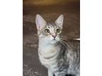 Tooda, Domestic Shorthair For Adoption In Fort Collins, Colorado