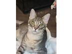 Mcgoo, Domestic Shorthair For Adoption In Fort Collins, Colorado