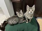 Butter, Domestic Shorthair For Adoption In Fort Collins, Colorado