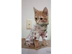 Ambrose, Domestic Shorthair For Adoption In South Bend, Indiana