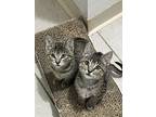 Shea, Domestic Shorthair For Adoption In Fort Collins, Colorado