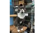 Baxter, Domestic Shorthair For Adoption In Abbotsford, British Columbia