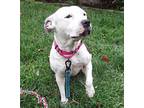 Norah, American Pit Bull Terrier For Adoption In Grovertown, Indiana