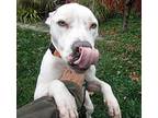 Missy-hospice Foster Needed, American Pit Bull Terrier For Adoption In